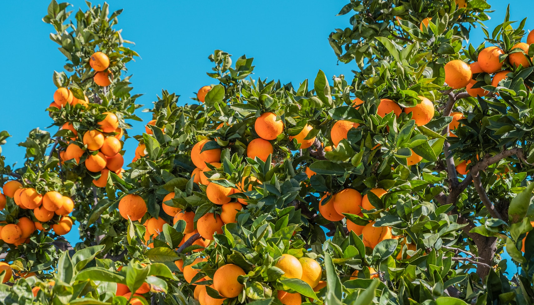 orange fruits under blue sky during daytime