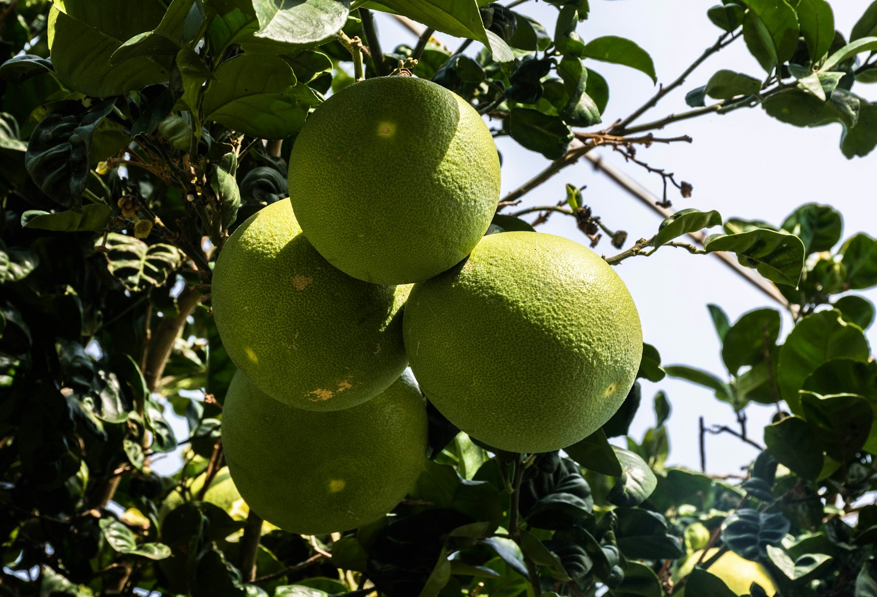 a bunch of green fruit hanging from a tree